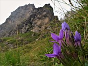 33 Gentianella rhaetica (Genzianella retica)